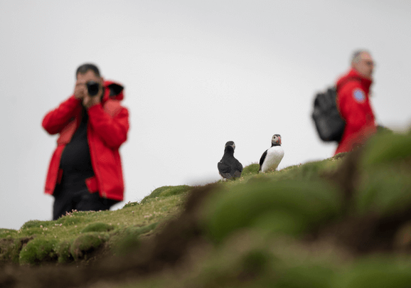 Gäste der Kreuzfahrt fotografieren Papageientaucher auf Fair Isle